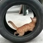 They see me rolling