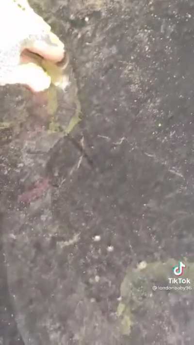 Just keep swimming