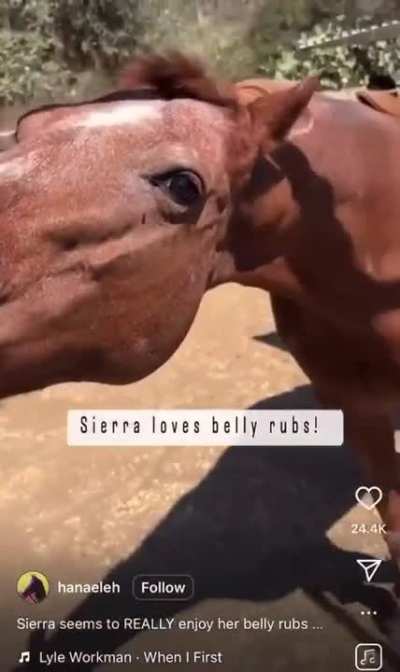 horse