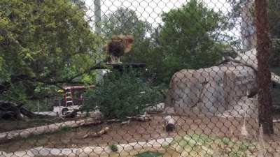 Tried to catch the Lion King’s mighty roar…caught somebody narrating other events instead