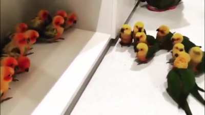 GangBirbs