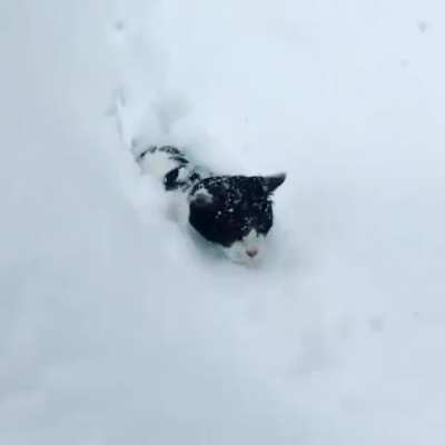Snowpiercer Kitty
