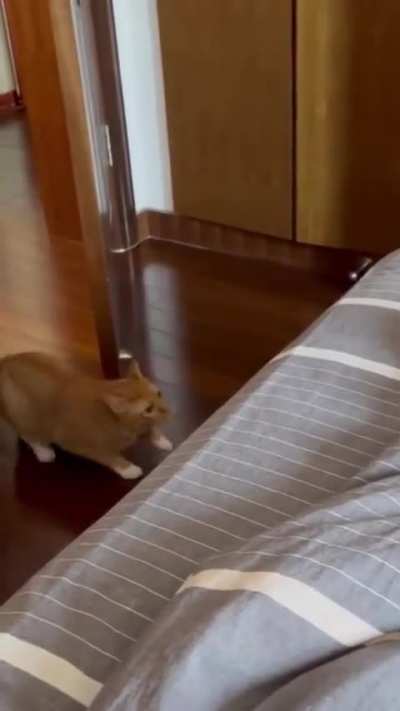 “allez. hop”