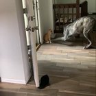 Cats are smart