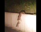 Racoon family help their baby climb up a wall with them