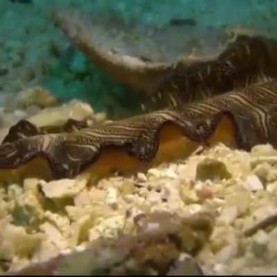 HAPPY FLAT WORM FRIDAY!