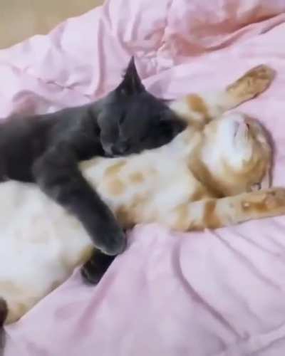Cuddle Time