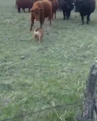 Fighting back the bullies.