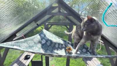 Where Doug nearly locks me in the catio…