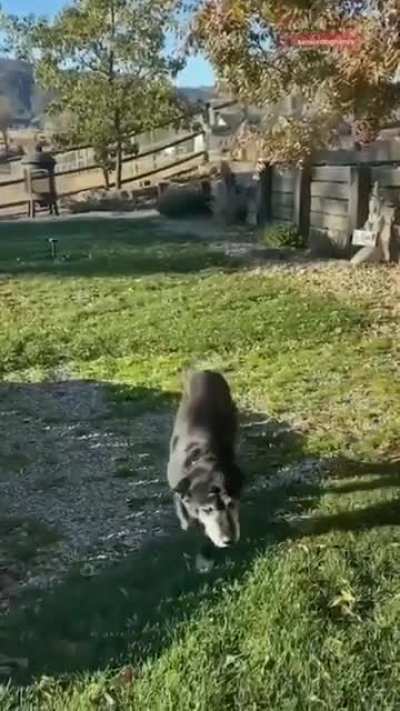 Don’t worry, he took him to live