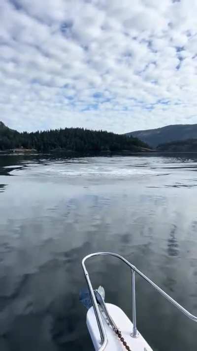 Whales flapping tails off the coast of our island