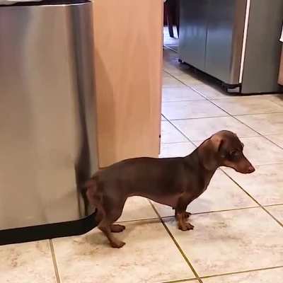 This dog has nice accompaniment to the musical washer.