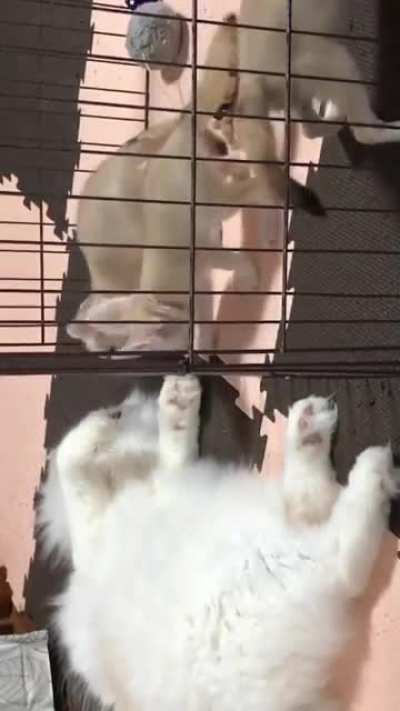 Little gremlins
