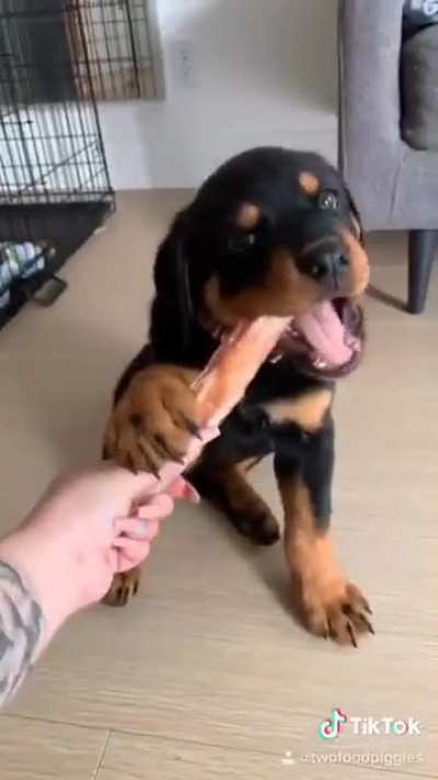 Puppy fever 😍