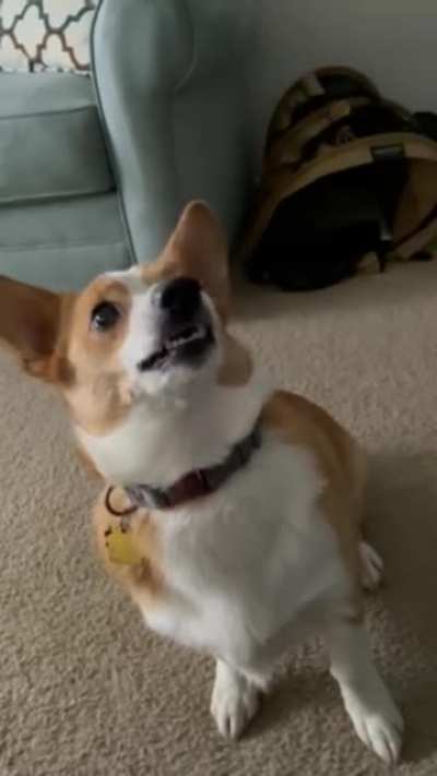 Perfectly Cut Squeak