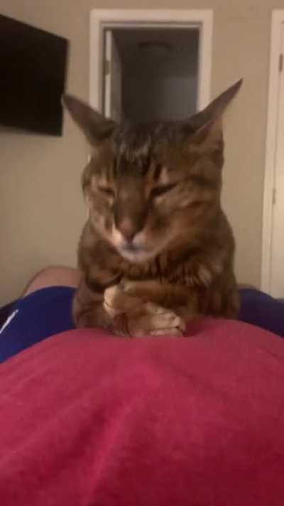 Meow_irl