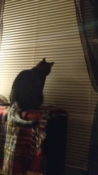 Fuck these blinds