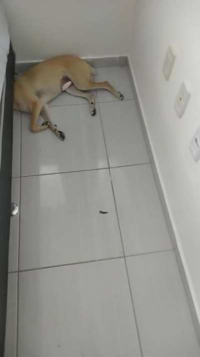 Headless dog