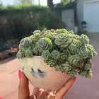 Succulents in a