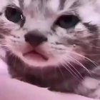cry baby