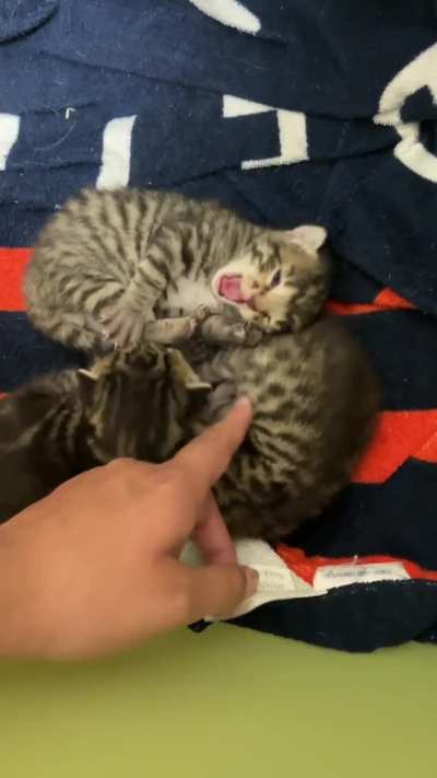 Please enjoy the lil beans