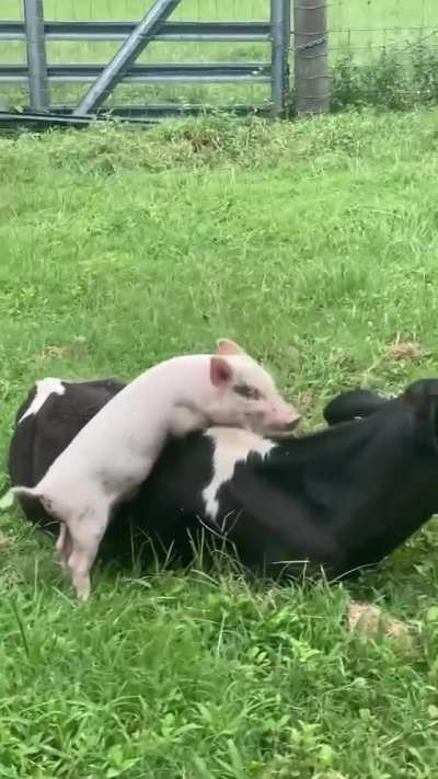 These two are best friends but Amos the pig had to spend a few days inside after being neutered. Here they are seeing each other again for the first time.
