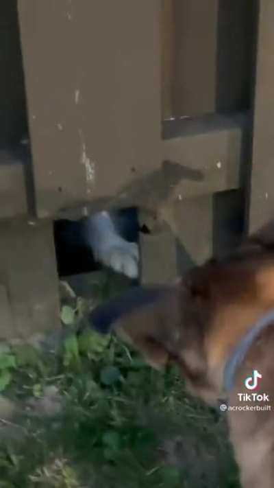 Barking competition