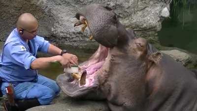 Hippos have self-sharpening teeth which are used for both chewing and combat. On average, hippos have 36 teeth; their molars do the hard work of grinding down the 40kg of plant material they consume each day. This hippo is getting a thorough dental hygien