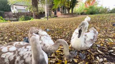 Juvenile swan is not ready for their closeup.