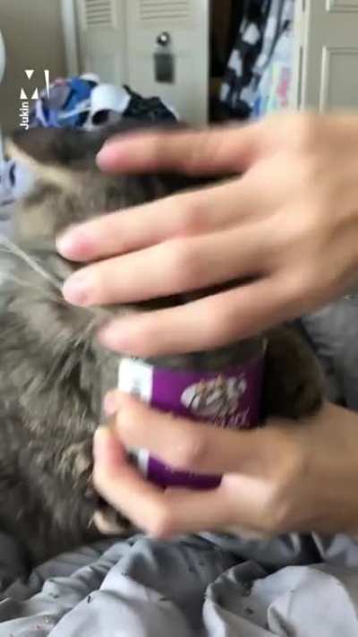 The most intense catnip experience