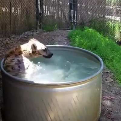 Tanzanian giggle hounds enjoying their bath