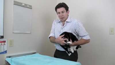 Squish that cat