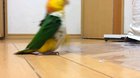 I don't see many birb posts here, so here is a Caique parrot walking!