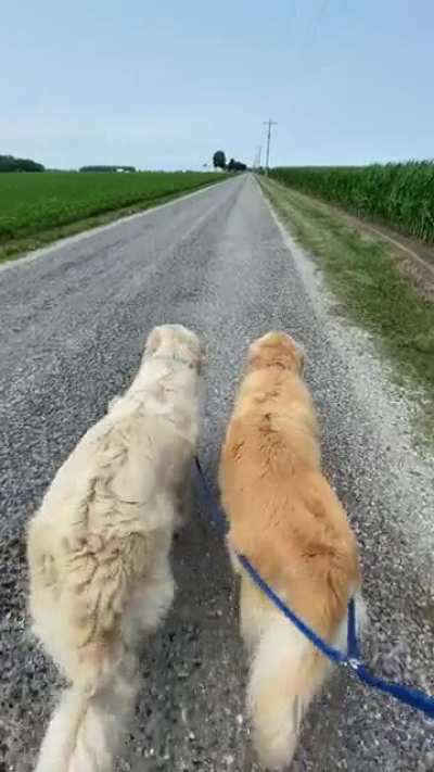 Golden butts