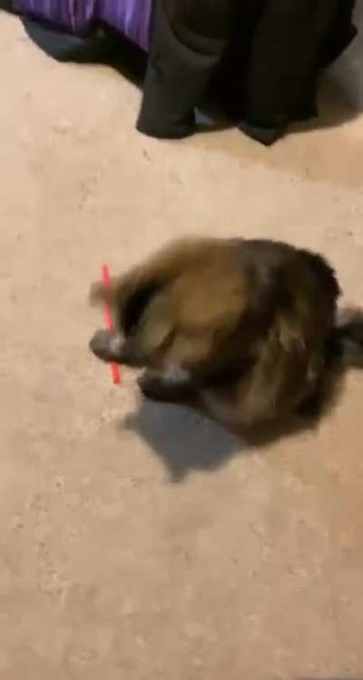 My sister’s cat, everyone.