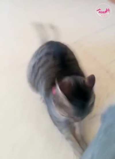Cat playing with a ball while the dog looks on
