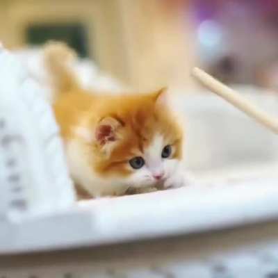 Smol cat slaps away the Elder Wand.