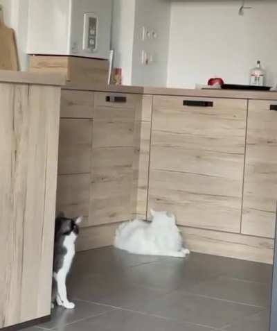 But how? 😳 🐈