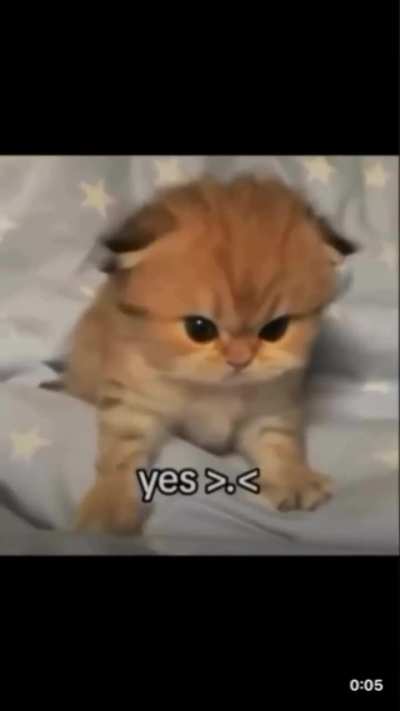 Wunk has a question 
