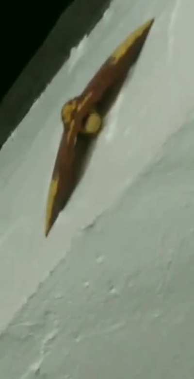 Is he gonna touch it?