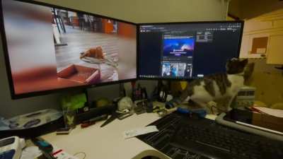 Cat catches a mouse [oc]