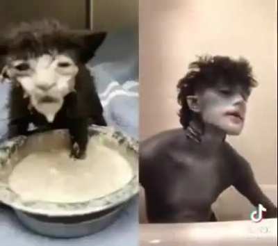 🐈‍⬛