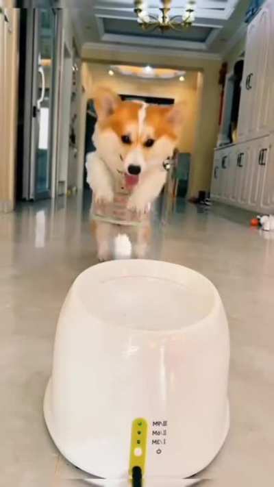 Just a happy corgi!