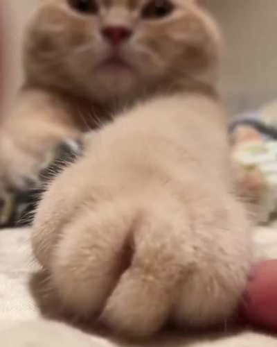 The Squishy pow.