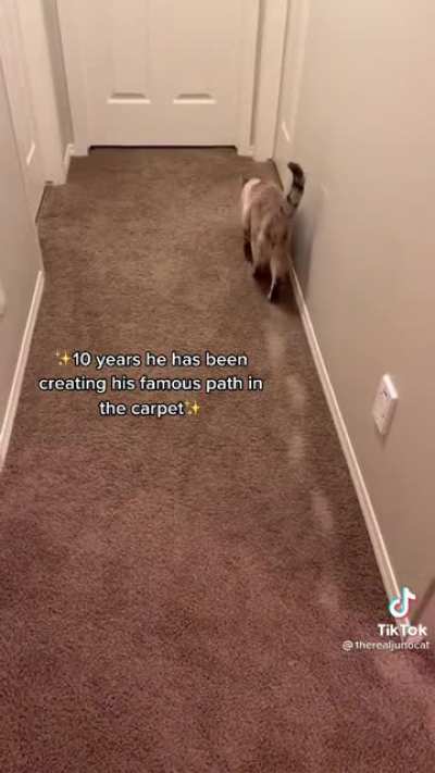 Kitty has his own desire path
