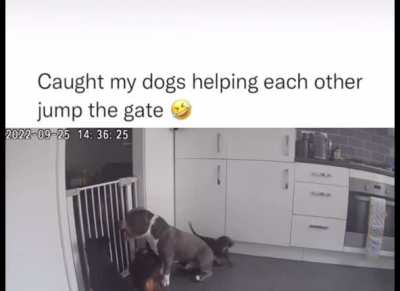 Partners in crime