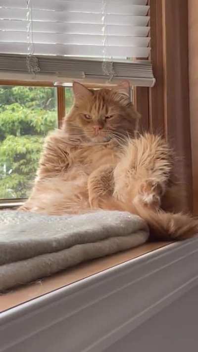 Котик