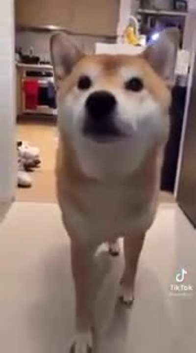 The goodest boi