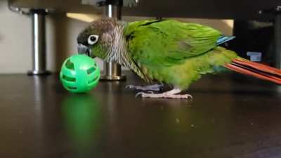 Attackbirb2!