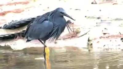 A black heron using its wings like an umbrella, creating shade to attract fish, a behavior known as canopy feeding.